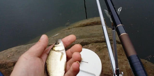 鱼钩|浮漂有动作,提竿却不中鱼,这种情况该如何应对