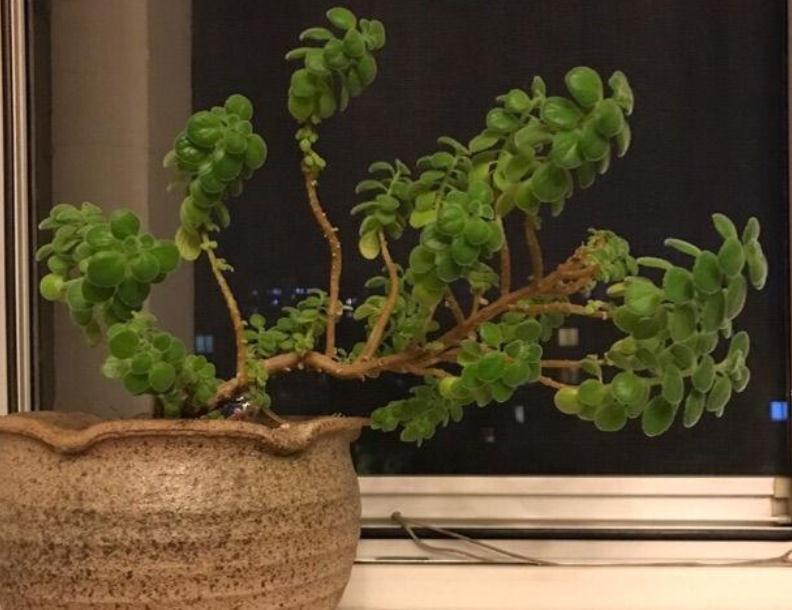 6种常见的“漂亮花”,好养少浇水,养成盆景“身价”翻倍