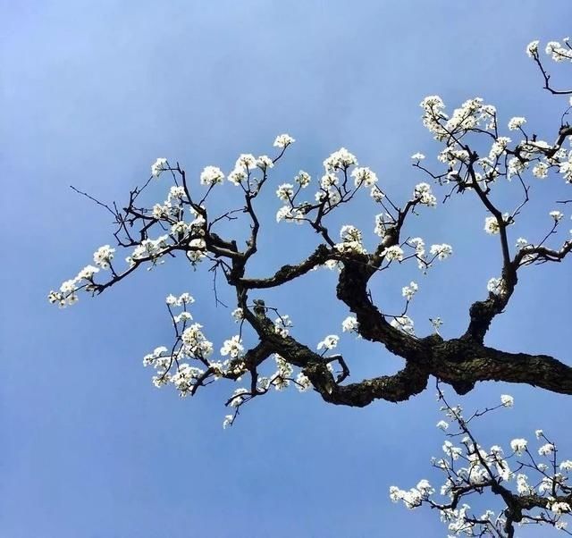 种子|今年也许不能去看，但它埋下了春天的种子