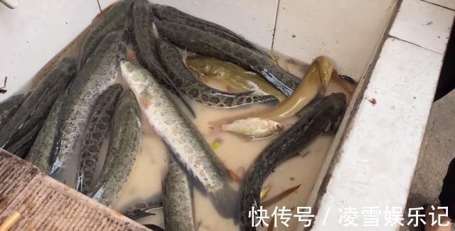 鱼塘|安徽老乡养鱼，两万元鱼苗投放进去，却被这群“大害鱼”吃个精光