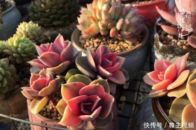 百科|养多肉三年多,初见惊鸿!累并快乐着!养多肉三年多,初见惊鸿!累并快乐着!