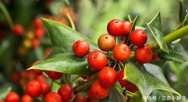 喜欢|这树挺稀奇! 农民讨厌它, 中医喜欢它, 但最喜欢它的还是西方人