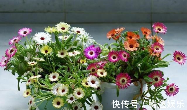 微小版|此花比太阳花还好养，花色很漂亮，爆盆容易，值得入手