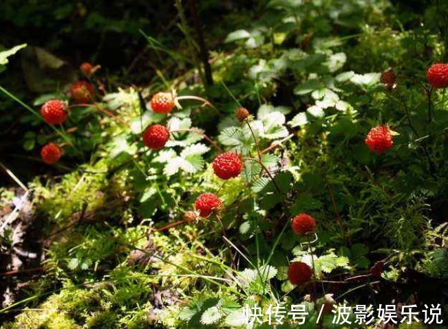 治病|农村这一野果酷似草莓，老人说有毒，殊不知是治病良药