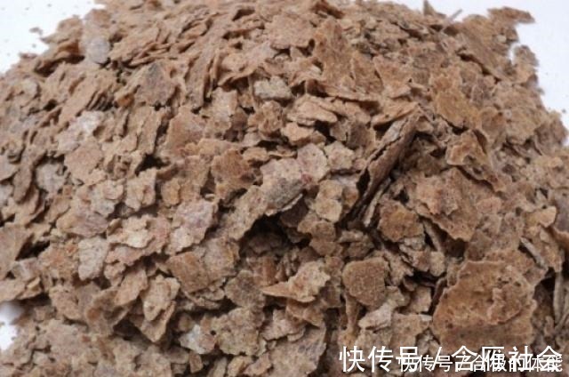 君子兰|君子兰出现黄叶烂根不可怕!老花匠教你做好这四点 天天蹭蹭长个!