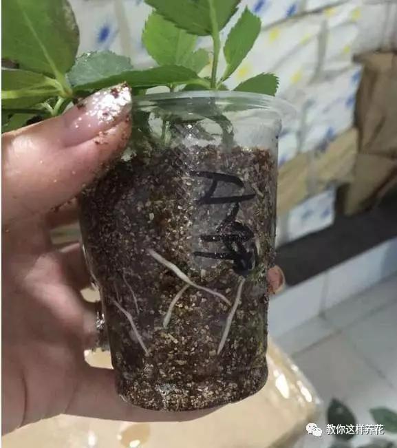 养花技巧学会这种扦插法，插什么活什么，太简单了！