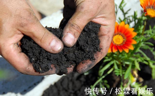 阳台上|换下来的“旧土”怎么办几个小方法,旧土变新土,照样能养花!