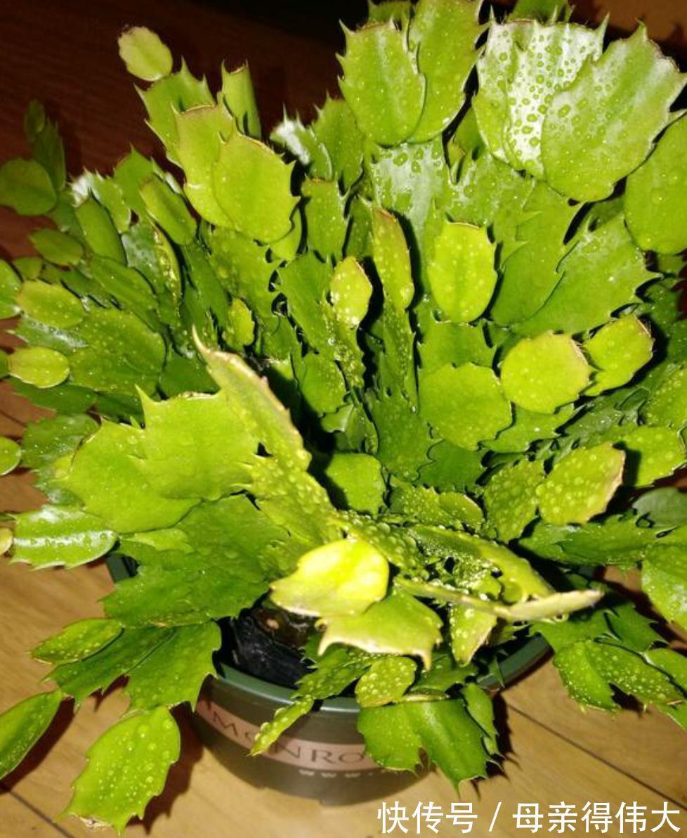 蟹爪兰花后叶片软软的，做好这四点养护，恢复快，还能二次开花