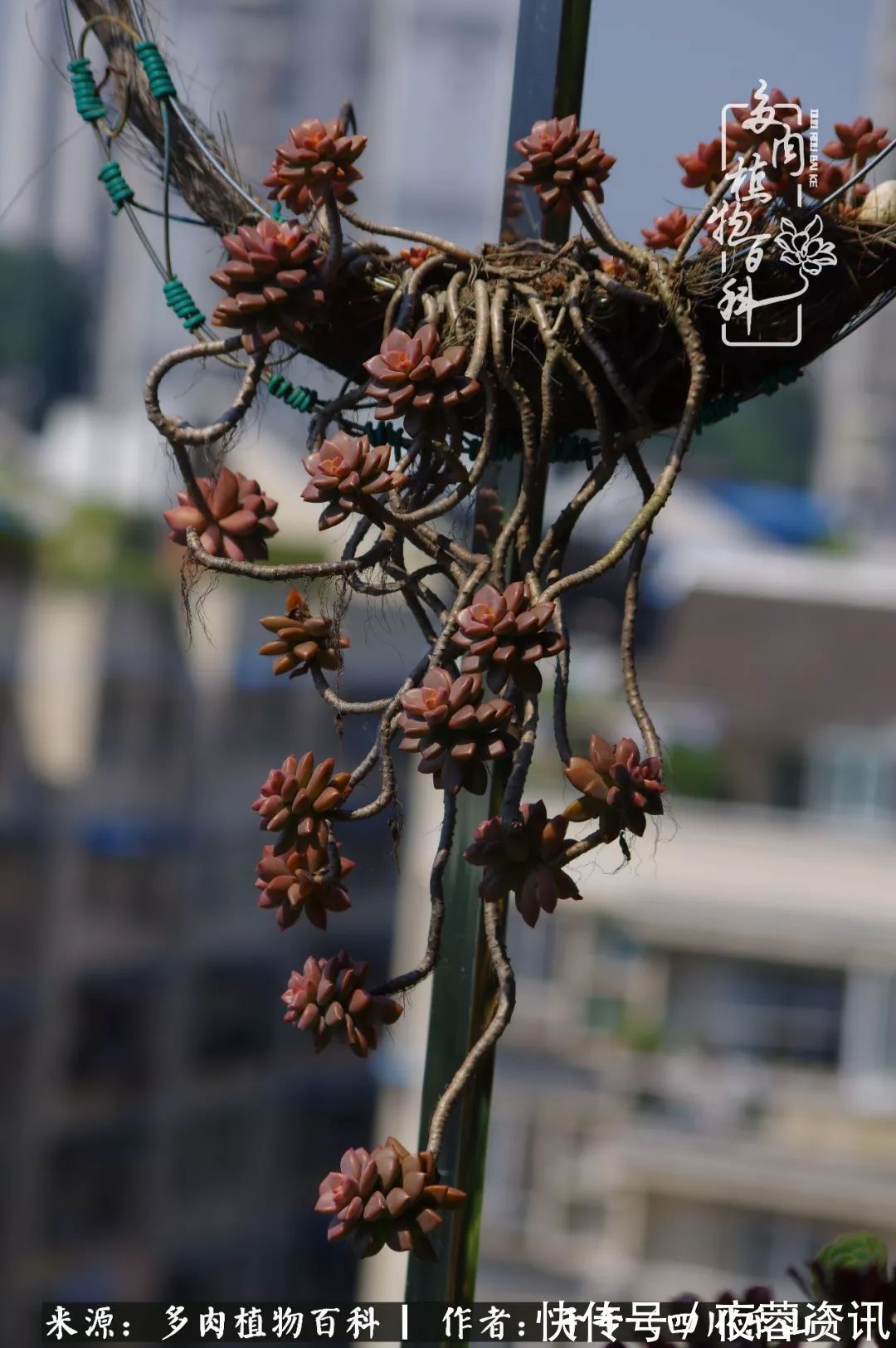 夏天|夏天日晒雨淋,秋老虎来势汹汹,你的多肉准备好逆袭了吗