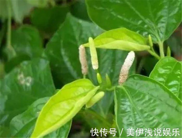 药用|农村一种野草,长得一串串的,可以拿来吃,也可以药用,了解吗?