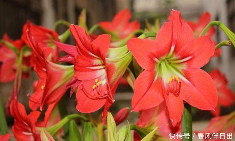 这几款小花,便宜又好养,花儿轻松开爆盆,适合阳台盆栽