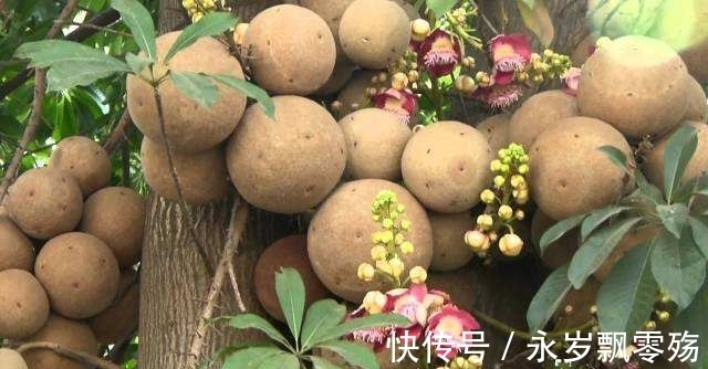 灌木|植物界的十大奇葩，你可能1种也没见过！