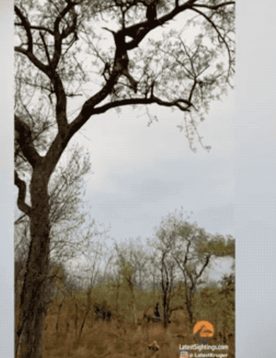 35张罕见的照片,13只老鼠尾巴缠绕在一起,