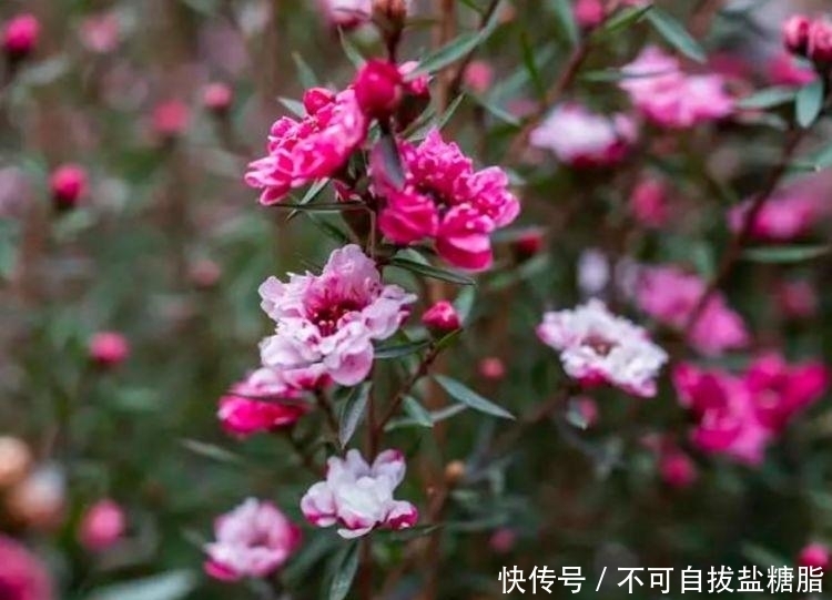 4种花，堪称花界“劳模”，几个月不浇水，照样长得旺！