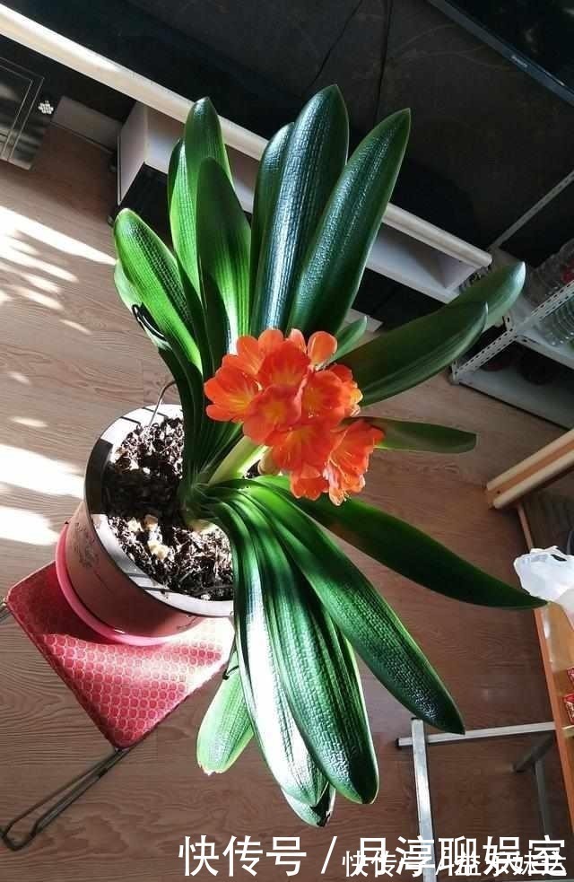 全年|养护君子兰有小技巧,您得给它照一照,全年可开花,不踩雷