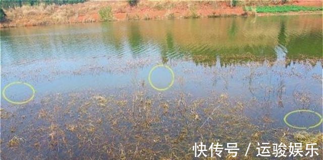 虽说钓鱼要钓草，但并不是所有的草都适合，尤其是这几个！