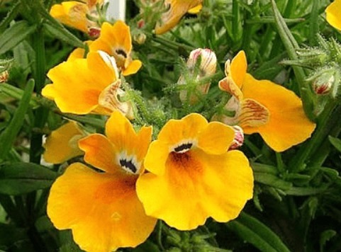 它,开似“五彩祥云”,比太阳花好看,播种10天就发芽,一开90天