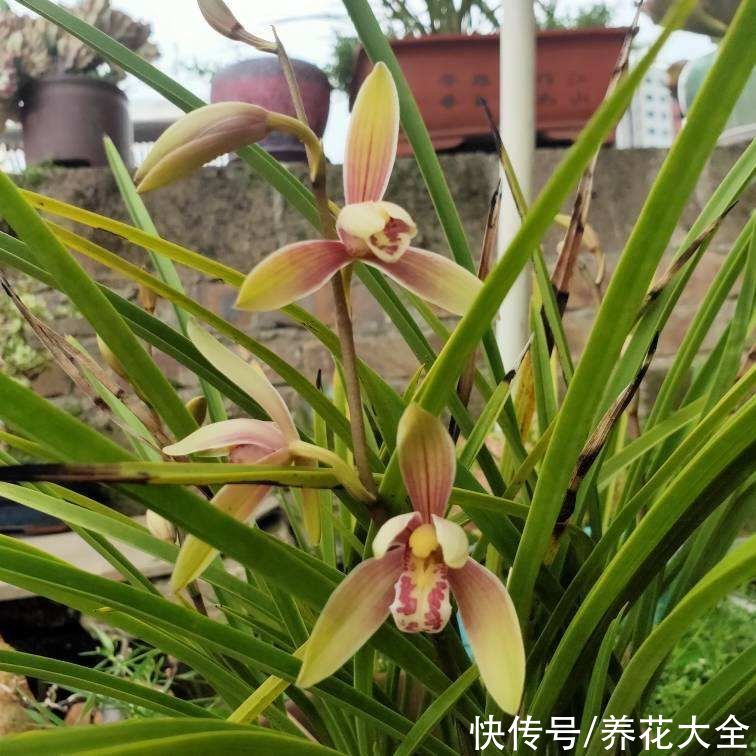 绣球花|中秋节一到，送礼太疯狂，不同的人适合送不同的花