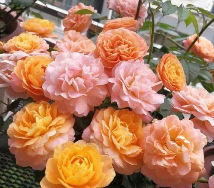 此花超漂亮,沾土就活,比牡丹还美,年年开花美翻