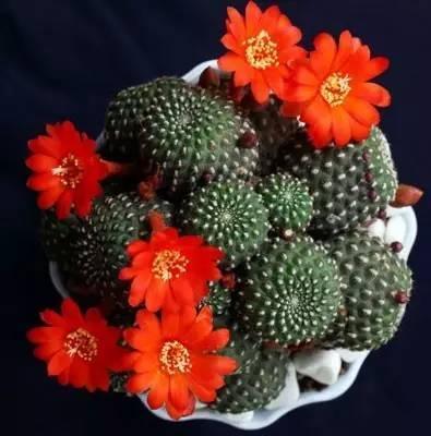 玉翁玉翁|适合懒人栽种的7种懒人盆栽，大半年不管居然还开花了！