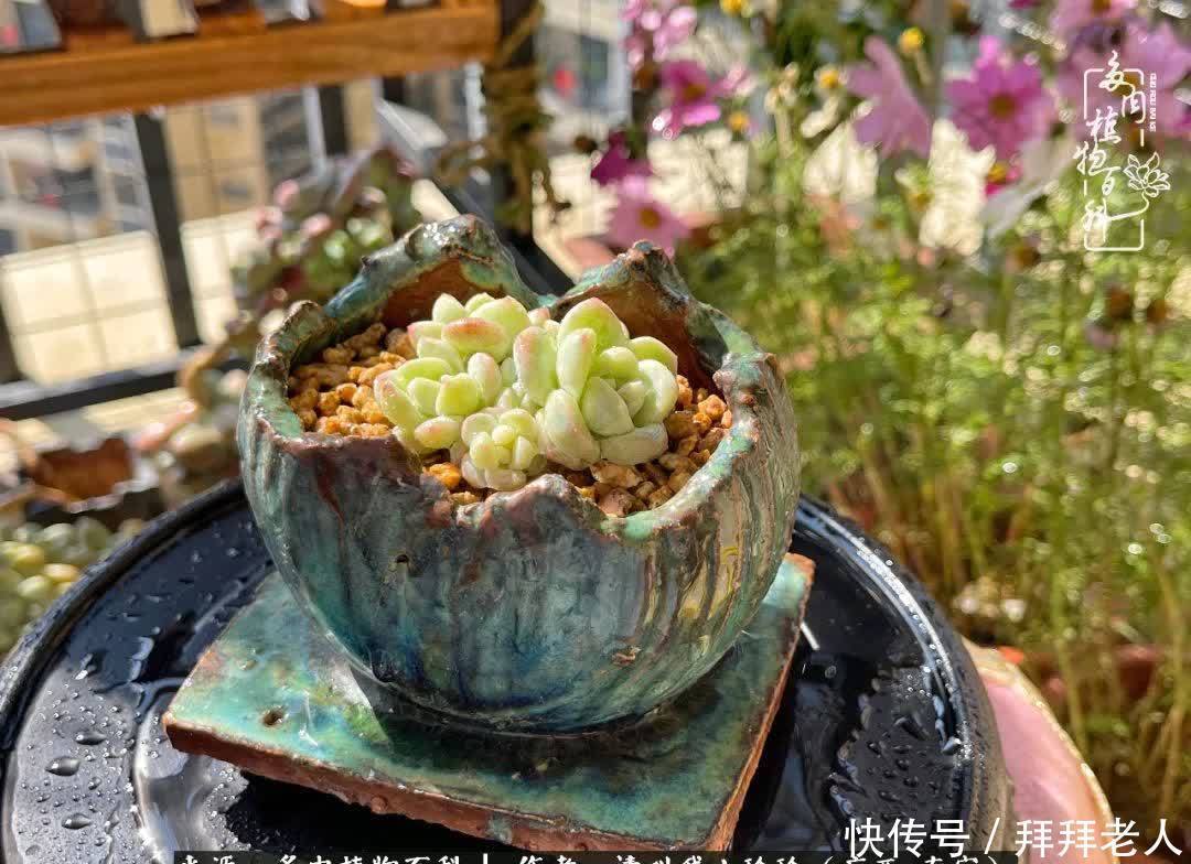 多肉与我,不负时光韶华!