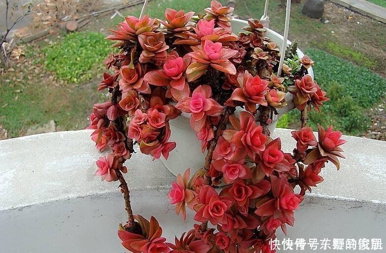 很好养活的3种“多肉”,养出群生养成老桩,真的很美