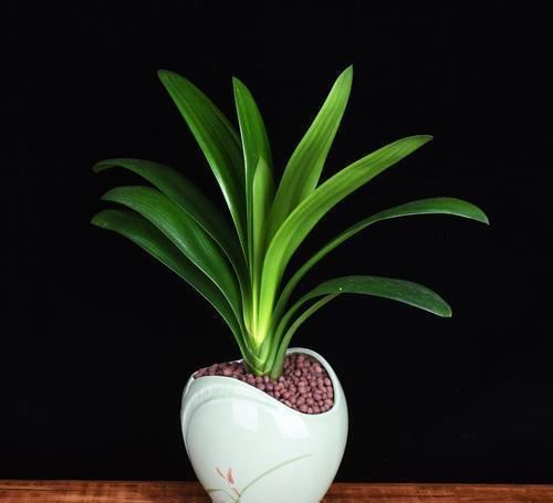 养“君子兰”坚持十年,总结出的养花秘籍,说的句句在理