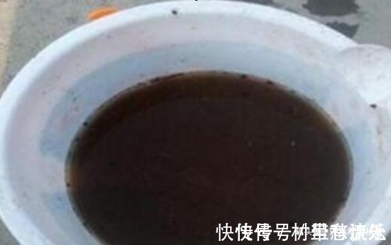 捡“1物”扔水里就是养花“万能水”,养啥旺啥,比花肥强10倍