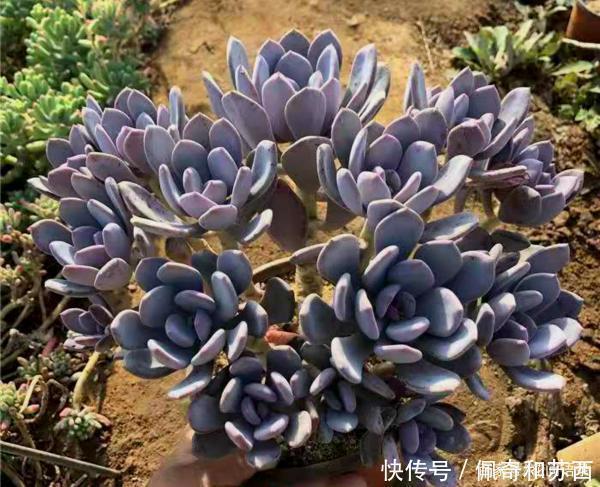 普货|12种值得珍藏的多肉,越老越美丽,养成老桩才值钱