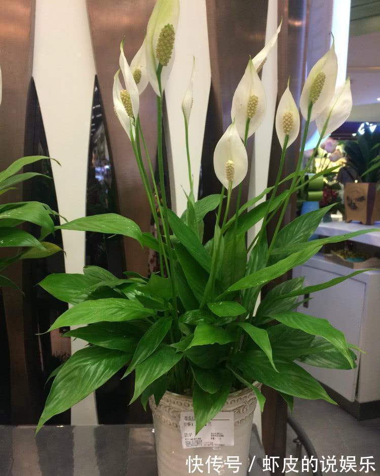 空气|12种“健康花”,家里没太阳,照样长爆盆,贵气漂亮,旺家又养人