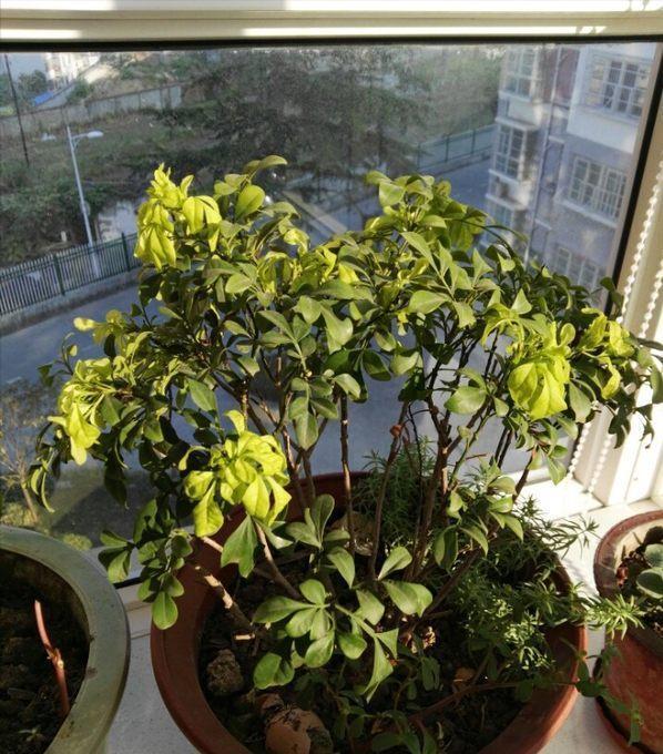 7种“娇气花”,10度还不拿屋里去,几天就冻死,只剩空花盆