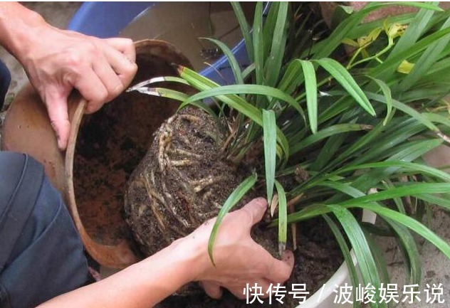 施肥|“兰花”怎么养做好5点,叶子油绿,开花多,又香又好看!