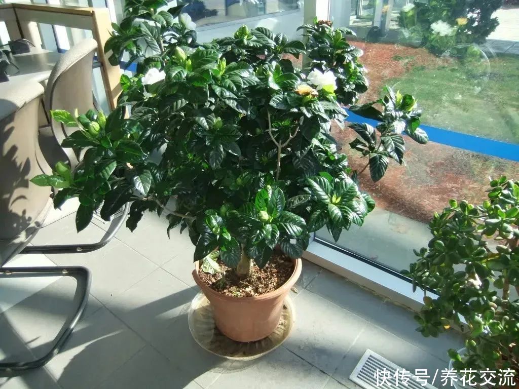 盆栽栀子花买一盆挂一盆，到底是哪一点没做好？