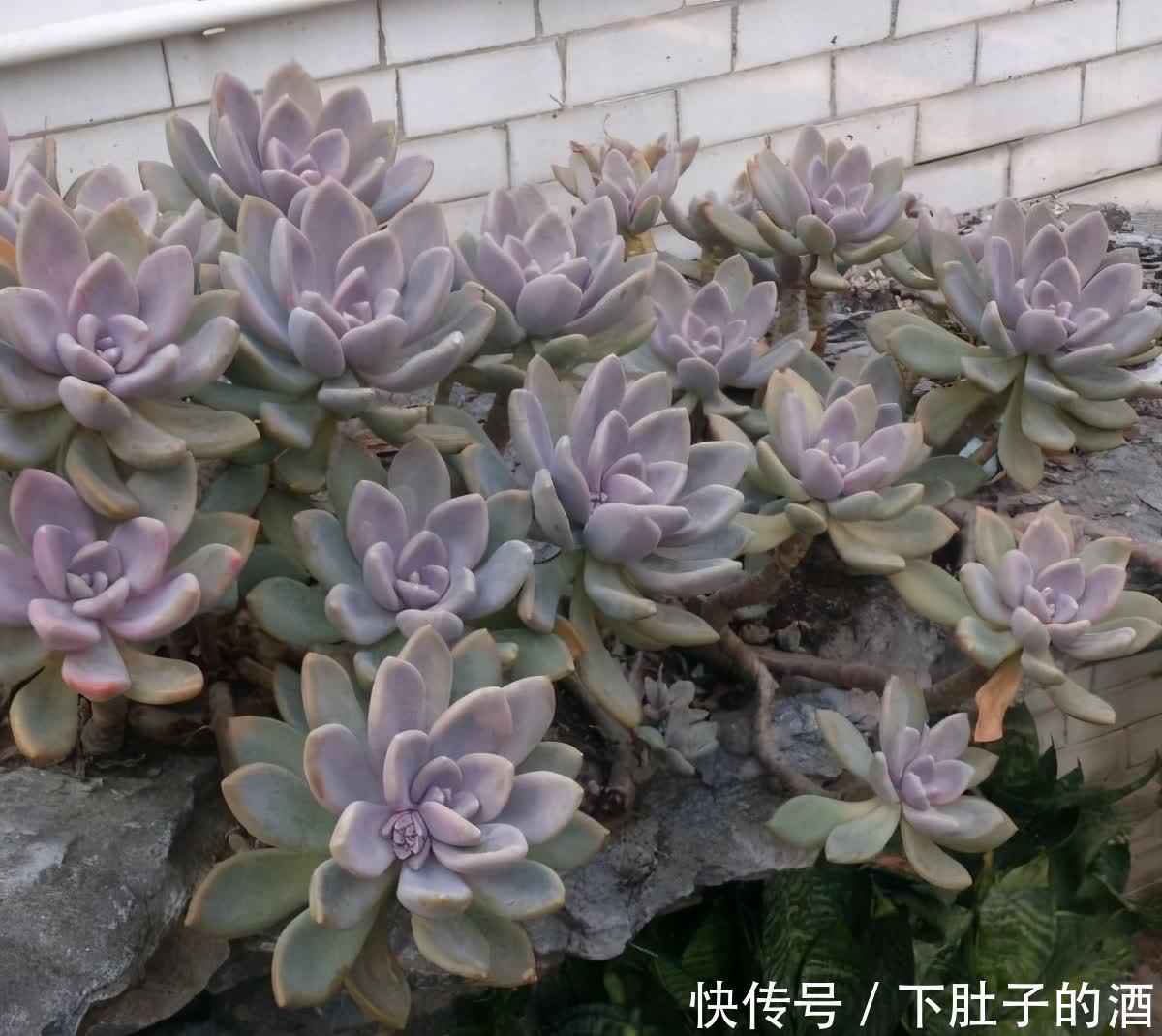 3种绿植,养在阳台露台上,不怕风吹日晒,开花也很美