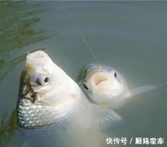 双钩|鲫鱼钓法全攻略,看到这篇的都钓爆护了!——盛世三渔