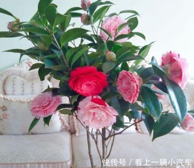 居家就养此款花卉，花大色艳胜玫瑰，芳香四溢，养在家中香飘满屋