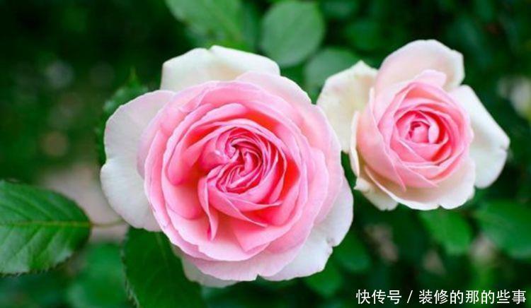 家养此款花卉,开花勤爱爆盆,漂亮又好养!