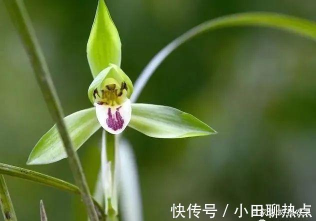 怎样养春兰蕙兰,开花香、花期长3个简单技巧,新手都能做好