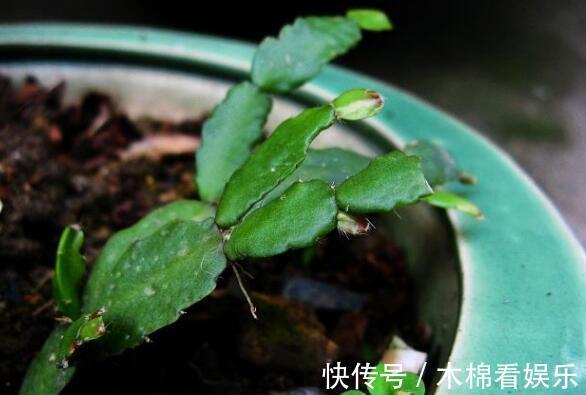 蟹爪兰叶子又薄又暗，坚持1个月，9月开始长出“硬朗叶”，太密了