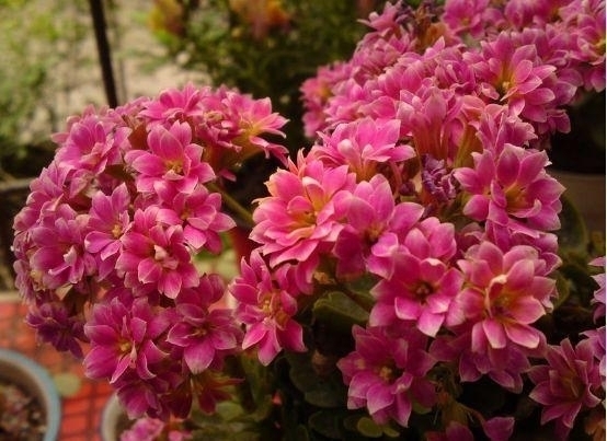 养花不在多,家中养上这“3种”,安宅又“旺财”,舒适又健康