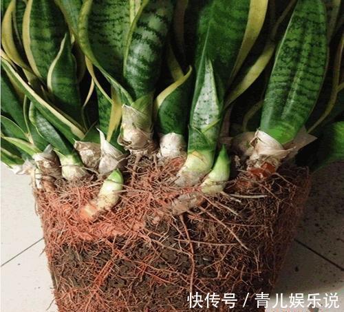 扦插虎皮兰要谨慎，生出一窝“老祖先”，一点也不好看