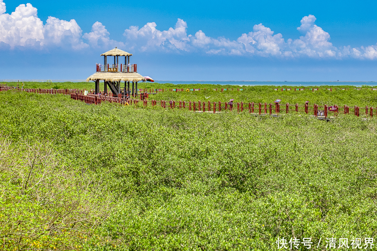 广西壮族自治区人民政府|美丽的“海上森林”，中国十大魅力湿地之一，北海金海湾红树林