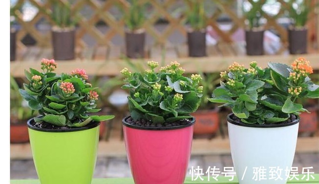 冬天最适合养以下几种花,好养又易爆盆,零下的温度也冻不死