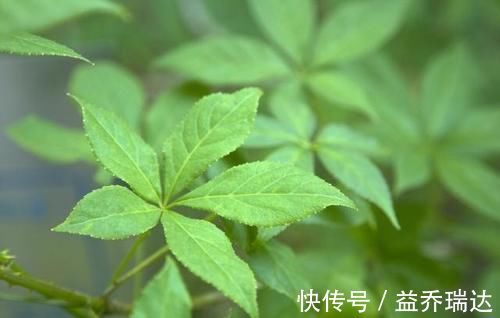 中医|一味中药分三种，一种祛风湿强筋骨，一种健脾、肺、肾，一种有毒