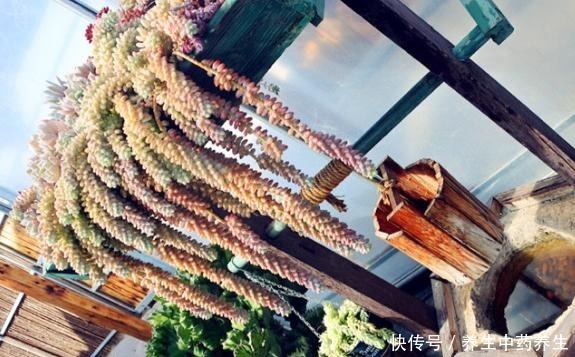 玉缀太疯狂了,短短几年从一颗小苗,长出“瀑布”状态,不容易!