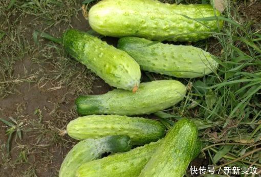 卡路里|夏天吃黄瓜，药物不用抓，常吃黄瓜好处多，但有1个禁忌要注意