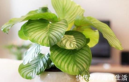 还在按天给花浇水？那你的花离死不远了