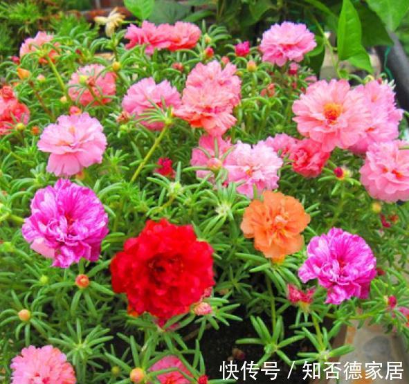 国庆前后，8种花种子收集起来，来年播种开出花海