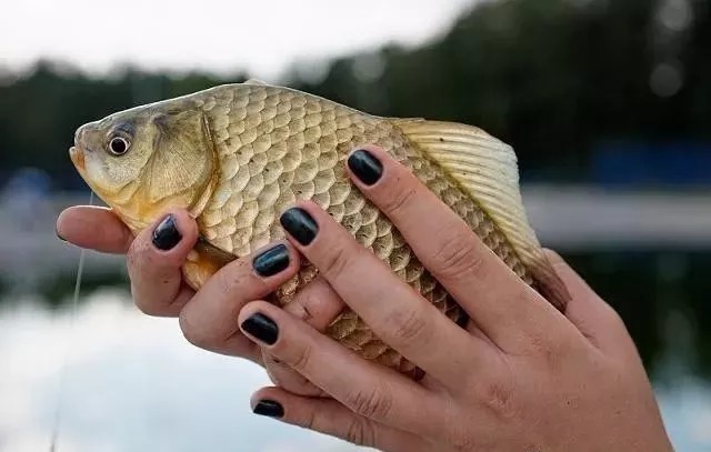 腥味剂|天一冷,野战蓝鲫这样搭配才最狠,不管口多轻,大鲫鱼也能连杆上