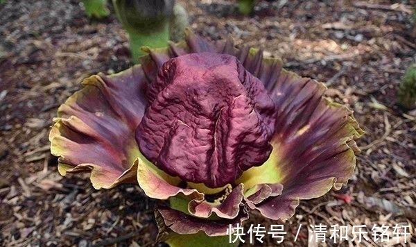 植物界奇葩TOP20，眼界又被刷新了！